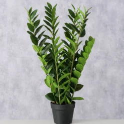 Boltze Topfpflanze Zamioculcas