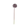 Chic Antique Fleur Allium