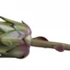 Chic Antique Fleur Artischocke