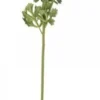 Chic Antique Fleur Butterblume melone