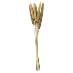 Chic Antique Fleur getrocknete Perlhirse