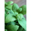 Chic Antique Fleur künstliche Minze