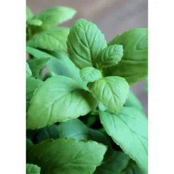 Chic Antique Fleur künstliche Minze