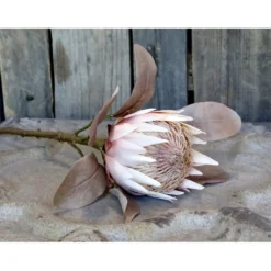 Chic Antique Fleur Kunstblume Protea