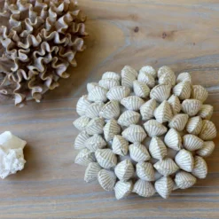Chic Antique Koralle mit Muscheln für Deko